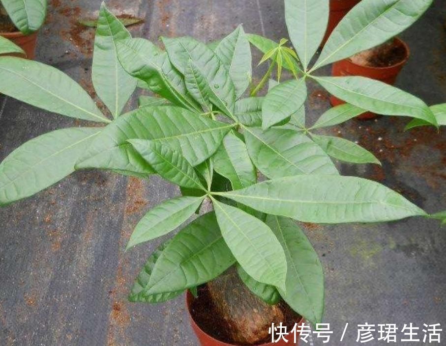 养花|这3种花要“懒养”,越是粗放养护,植株长势越旺盛