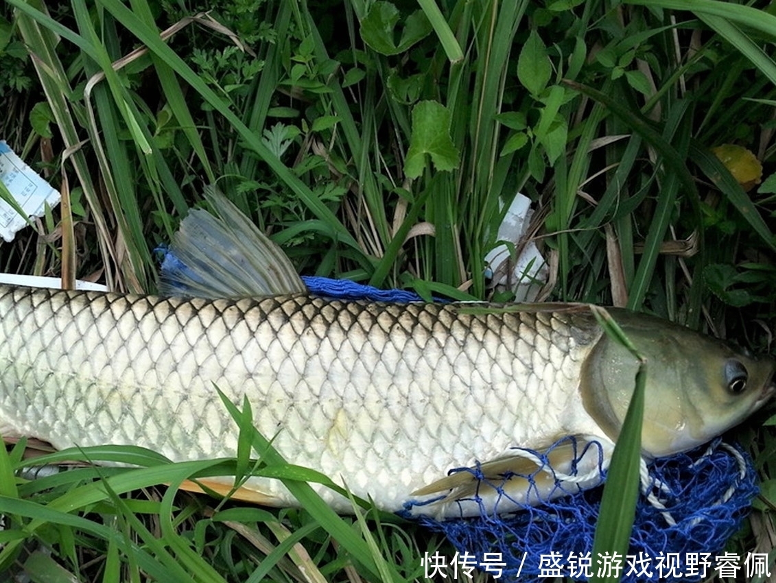 野钓浅水,应注意什么?做到这5点,水浅1米,大鱼爆竿