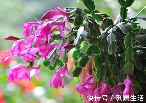 花苞|秋冬养蟹爪兰，牢记2个要点，花开满枝头，一茬接一茬！