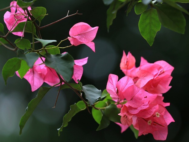 此花，越晒越“旺”，轻松开成“小瀑布”，花开四季又好养，必养