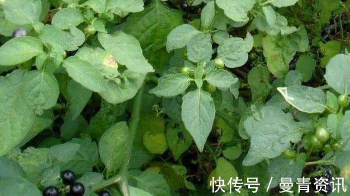 药用|农村一种“野草”以前农民见到就拔除,殊不知是一味名贵中药材!