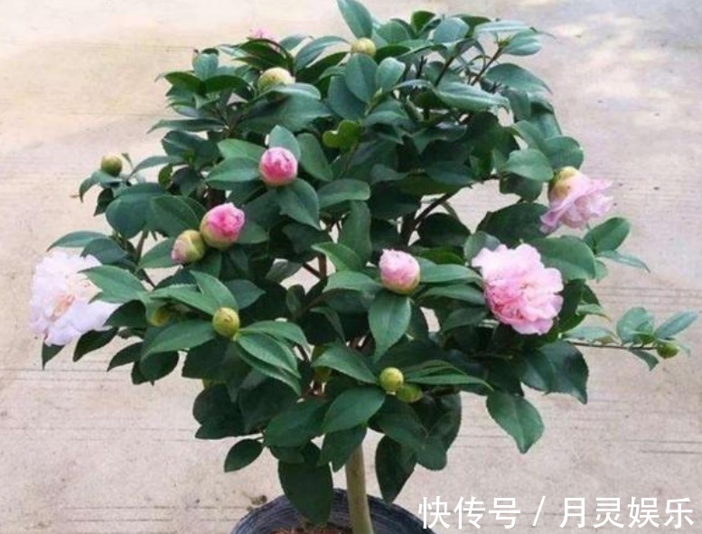 让“茶花”开花不断，1土壤2光照3施肥，关键点学会，1连开几个月