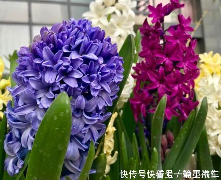 “4种花”是懒人的最爱,花香飘满屋,开花繁盛,很喜庆
