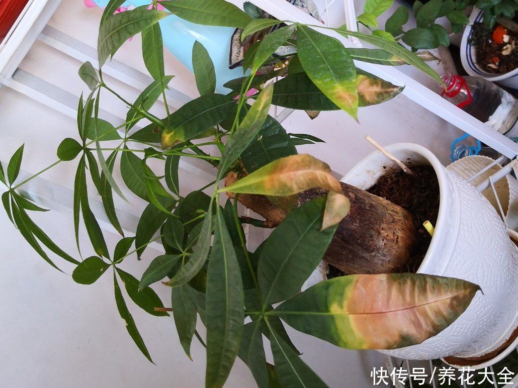 月季|养花“黑名单”实在太难养，心累