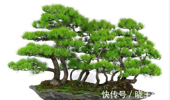 阳台庭院的六种松类盆景，让你的生活充满禅意