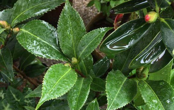 茶花|夏天养茶花，3件“要紧事”，花芽才接着长，憋出“一树”花骨朵