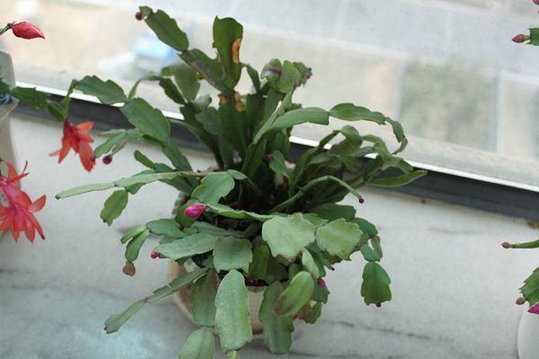 秋天养蟹爪兰,几个关键方法,养得叶子油亮亮,开花爆盆