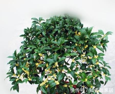 要让桂花开花多,有4点很关键,中秋佳节赏桂花,满树花苞香味足