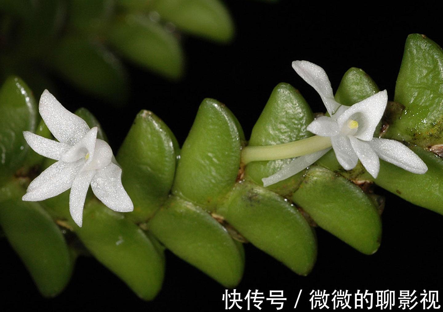 养花试试这款,花很奇怪,看起来像婴儿在襁褓中