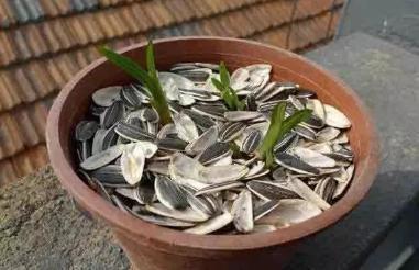 什么蚯蚓粪、柳枝水都不如“万能肥”,啥花都能养,1-2勺就管事