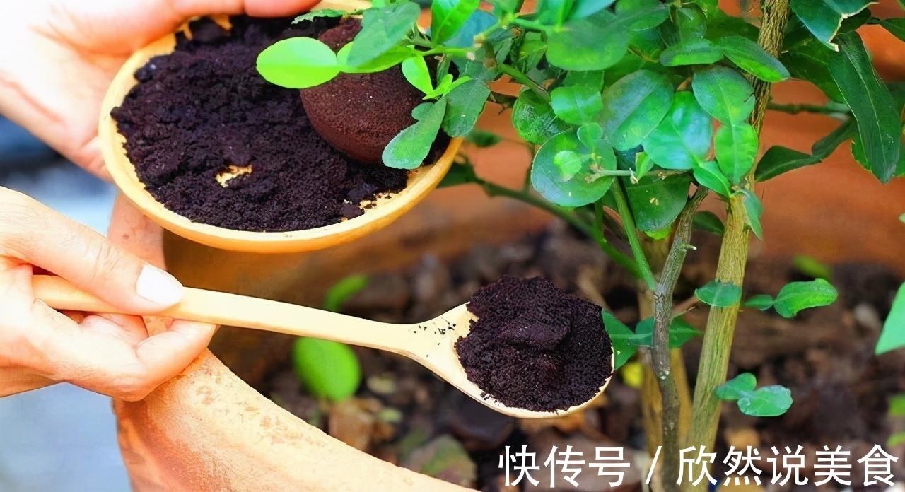 什么淘米水、啤酒水都不如“这样”施肥，用对方法，才能多开花