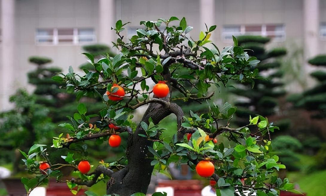 野果|5种农村常见的毒果，长相诱人但要牢记不能吃，认识不吃亏
