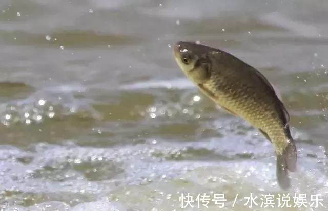 青鱼|看鱼星辨别鱼种,每一位钓鱼人进阶必学技能