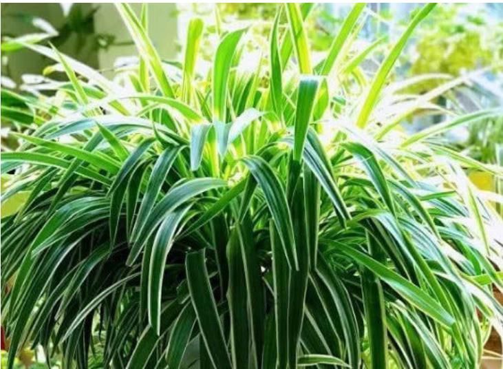 吸毒草|家里就养3种花,耐旱又耐晒,财运爆发,事业风生水起!