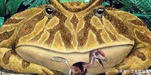 青蛙在幼年时用什么呼吸 青蛙在幼年时用什么呼吸