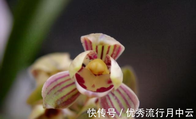 建兰老品种“金荷”,花型优美,物美价廉,花开后满屋飘香!