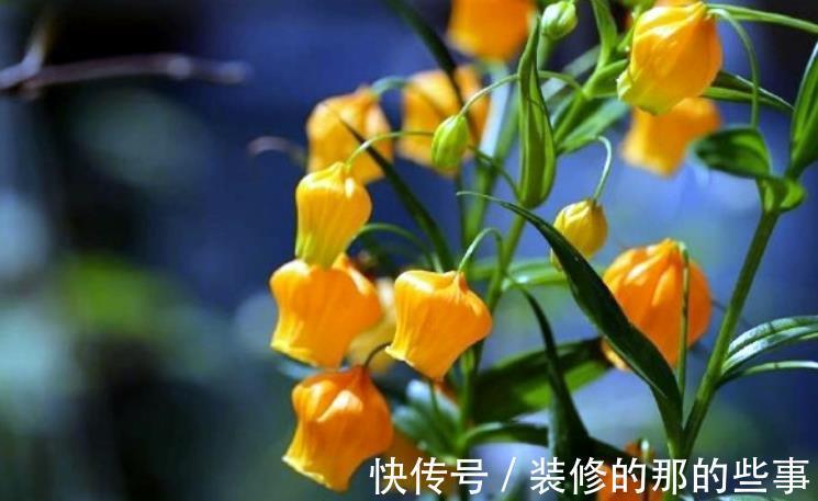 灯笼|国外的圣诞风铃花，我们叫它宫灯百合，掌握技巧，开出串串黄灯笼