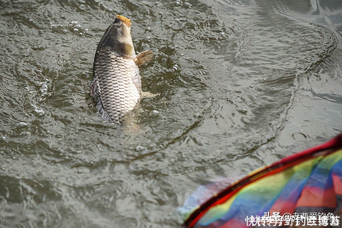钓友|下杆须谨慎,不单用于黑坑提醒,水库同适用