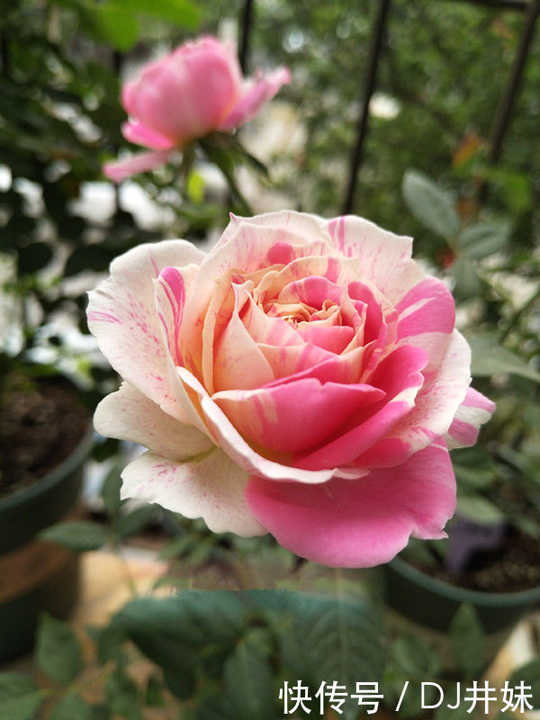 5种花很漂亮,好养易活,名字超好听,花更漂亮,花一开美翻天