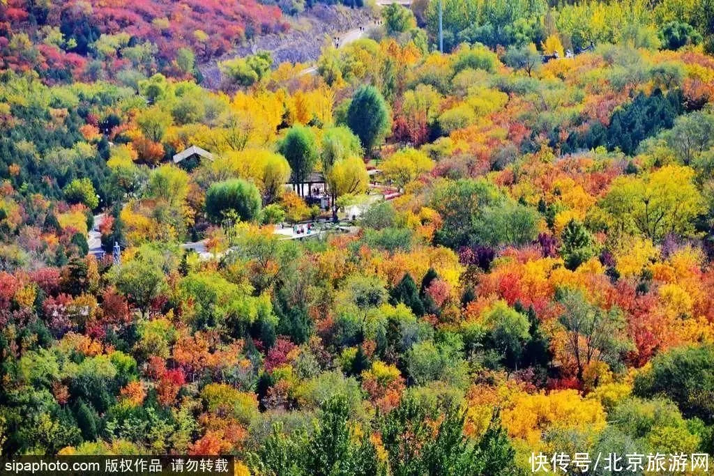 今日寒露 | 登高赏叶，望尽京城金秋好景