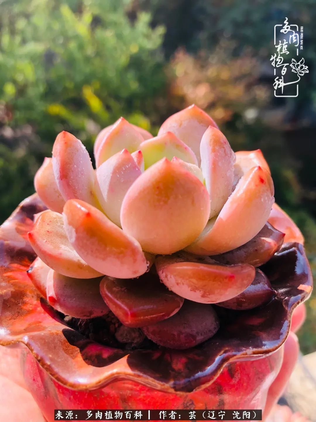 血罗|万物皆有灵性，一年四季有多肉陪伴真好！