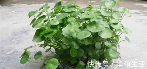 4种植物,一长高就得剪,剪晚了影响开花,别忽视!