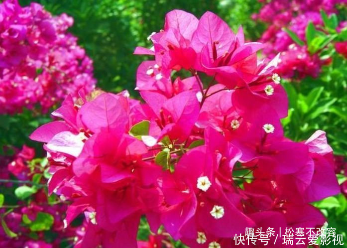 长寿花|养花就养几种花，家里养一盆，1个月不浇水，照样养得旺