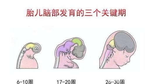 dh孕期吃核桃会让胎儿更聪明吗?孕妇吃核桃需要注意什么?
