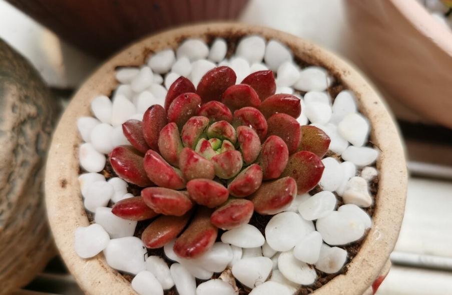 多肉上盆后多久可以晒一晒太阳