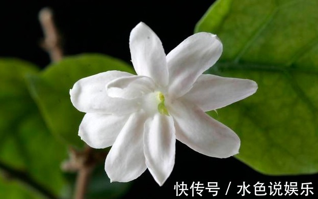 茉莉花|茉莉花的修剪时间特别重要，剪错了，植株开花少，很难再开爆