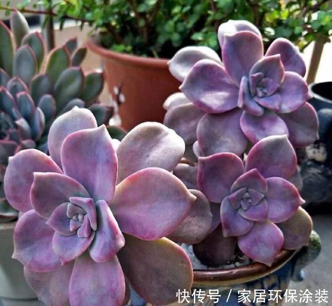 徒长|室内养花容易徒长?教你2个方法,第2种效果最好,大棚主都在用