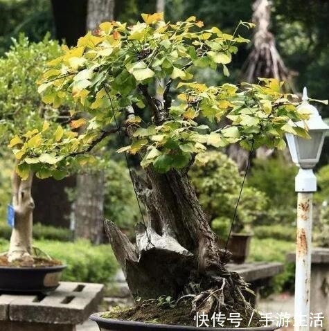 明白人都养“3种树”,看着很“普通”,殊不知,越养越“值钱”!