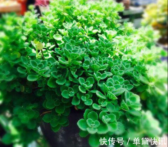 这5种花随便掐个枝就活,新手懒人花友千万别错过!