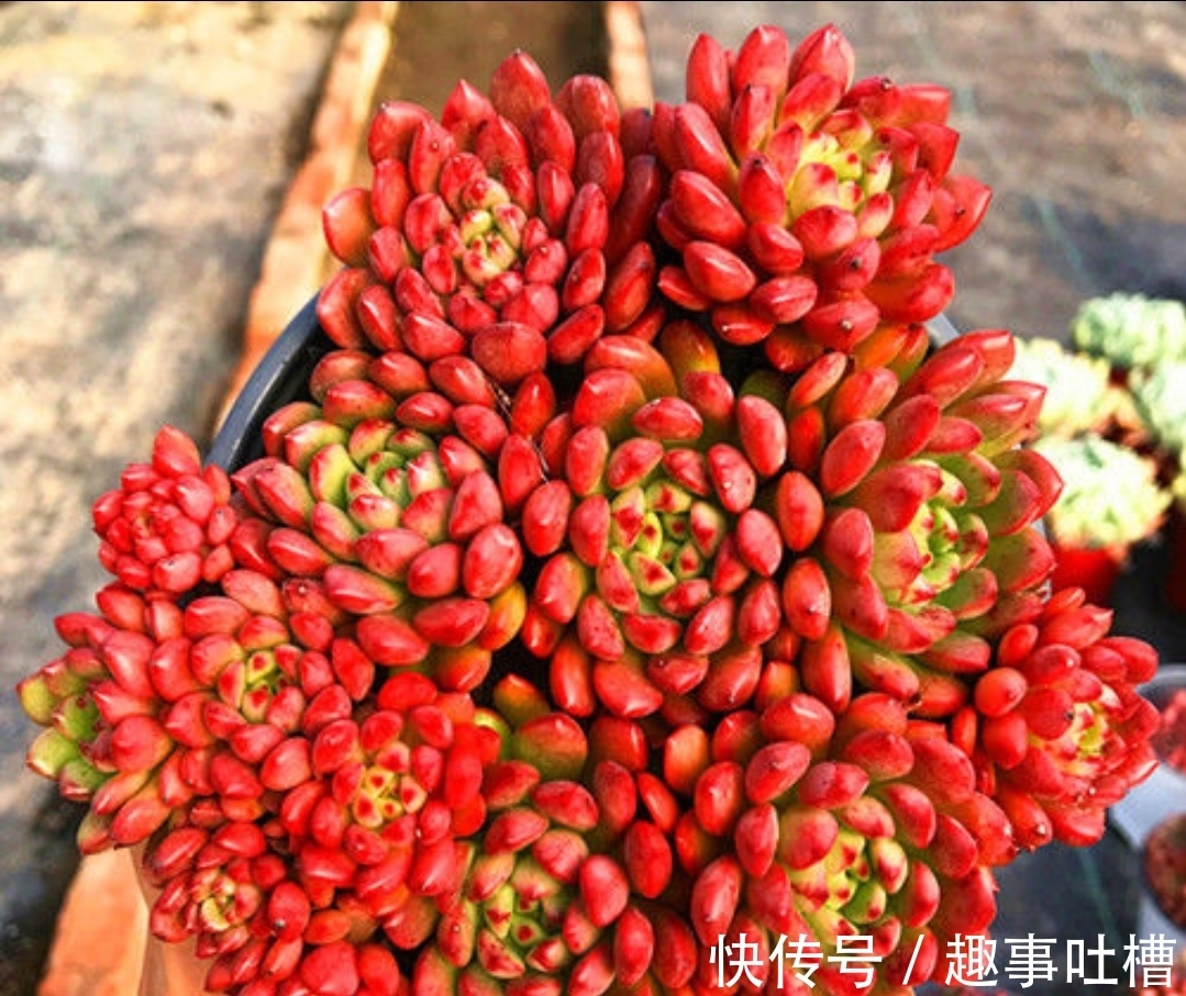 适合12月入手的8种多肉,冬天越晒越漂亮,养再多也不嫌弃