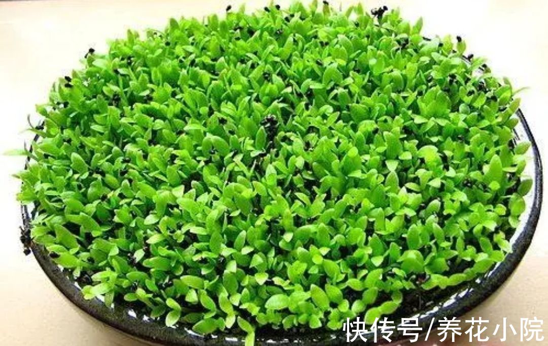 吃完水果核不要扔,剥出种子,简单几步养成小盆栽