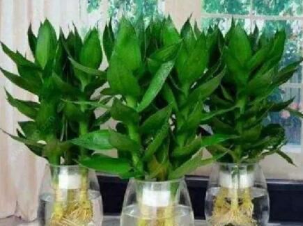 养富贵竹,做到“2勤、1少、1多”,新叶呼呼冒,枝粗叶绿蹿得快