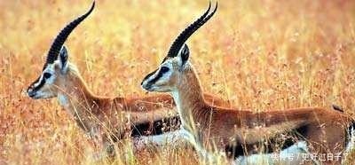 代价|拿破仑送给情妇的披肩，代价是20000条无辜的生命