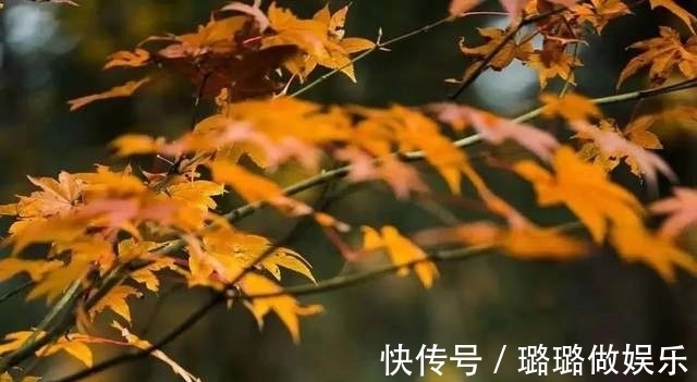 龙苍沟|「龙苍沟」赏彩林 探秘境