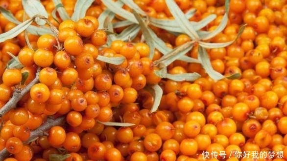 它被誉为是“天然的维生素宝库”,同时也是糖尿病患者的“福音”