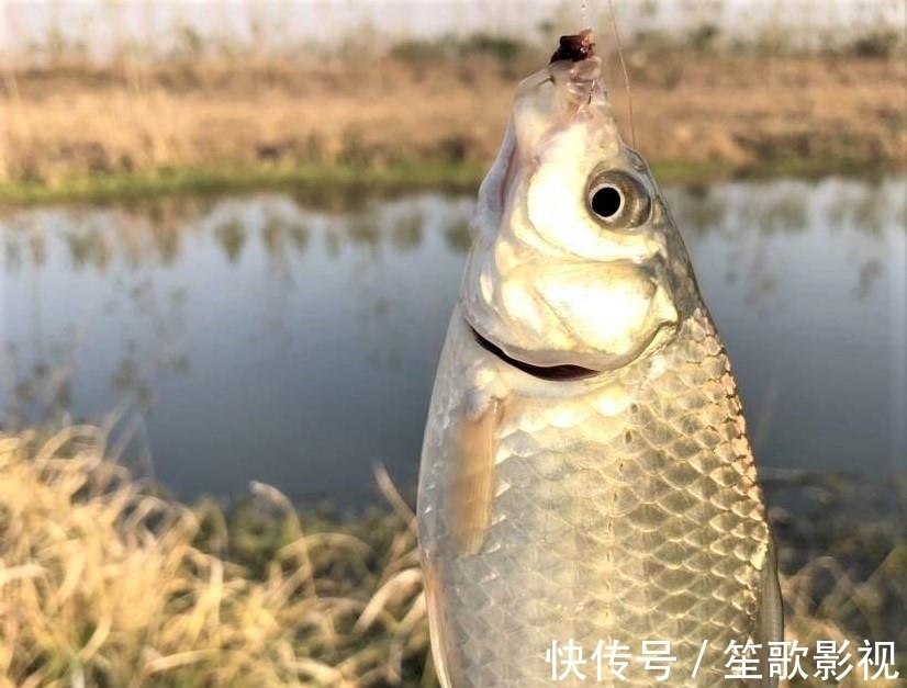 冬至过后,什么时候是鱼吃饵的高峰期?为什么有人爆护,有人空军