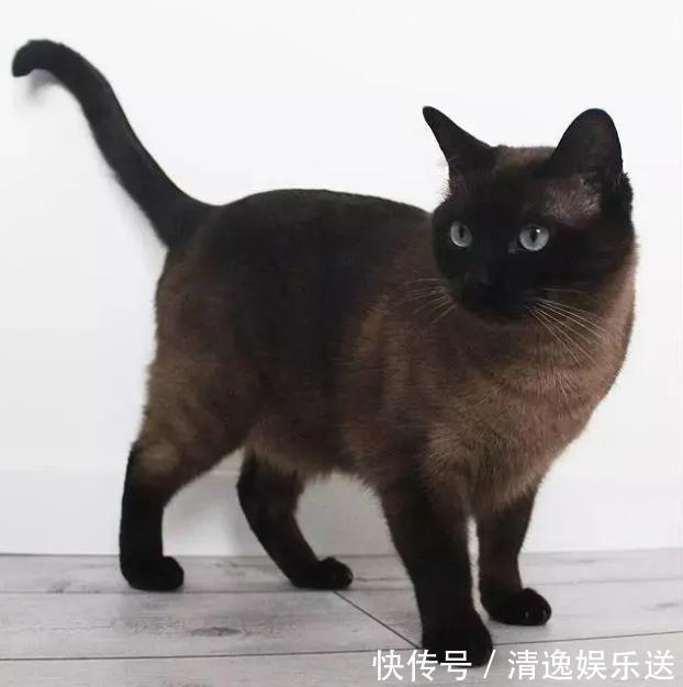 盘点十大可爱猫咪 第三名是汤姆的原型 第一名实至名归 天合乐学帮助家长发现孩子的更多可能 盘点十大可爱猫咪 第三名是汤姆的原型 第一名实至名归 天合乐学帮助家长发现孩子的更多可能