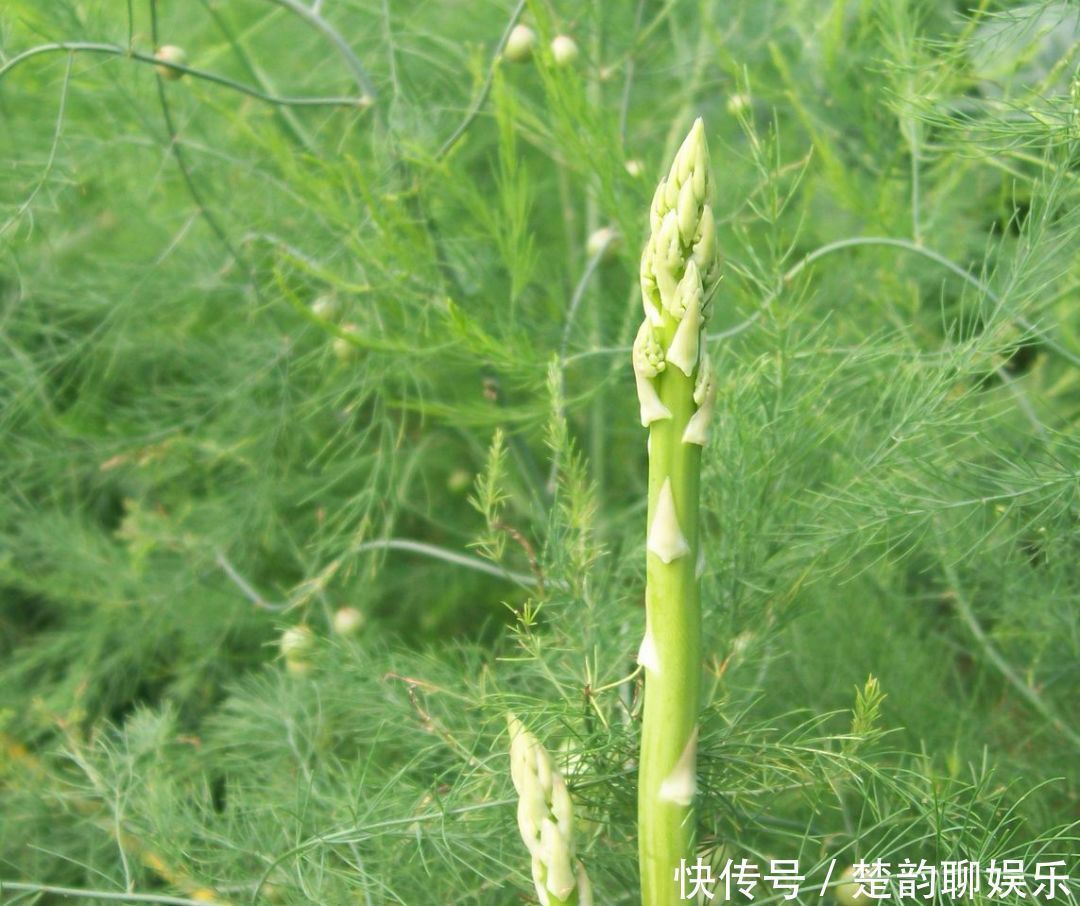 买芦笋时,遇到这3种芦笋不买,再便宜也要亏