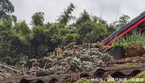 这里的多肉不要钱,长在房顶瓦缝里,还是漂亮大老桩