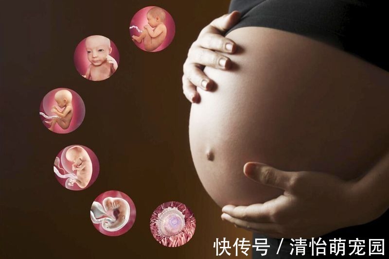 胎宝|怀孕后哪几个月,胎宝长的最快呢?三个表现说明胎宝在“猛涨期”
