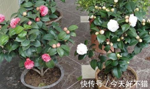 家里的茶花还不开花，学会4个技巧，叶片绿，开花一茬又一茬