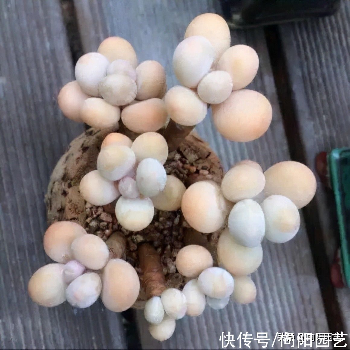 ?开春养多肉,你准备好了吗?学会“懒养法”,肉肉养不死