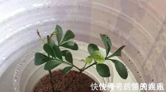 蟹爪兰|养花爱好者看过来这15种花现在“扦插”，生根快，一个周就长芽