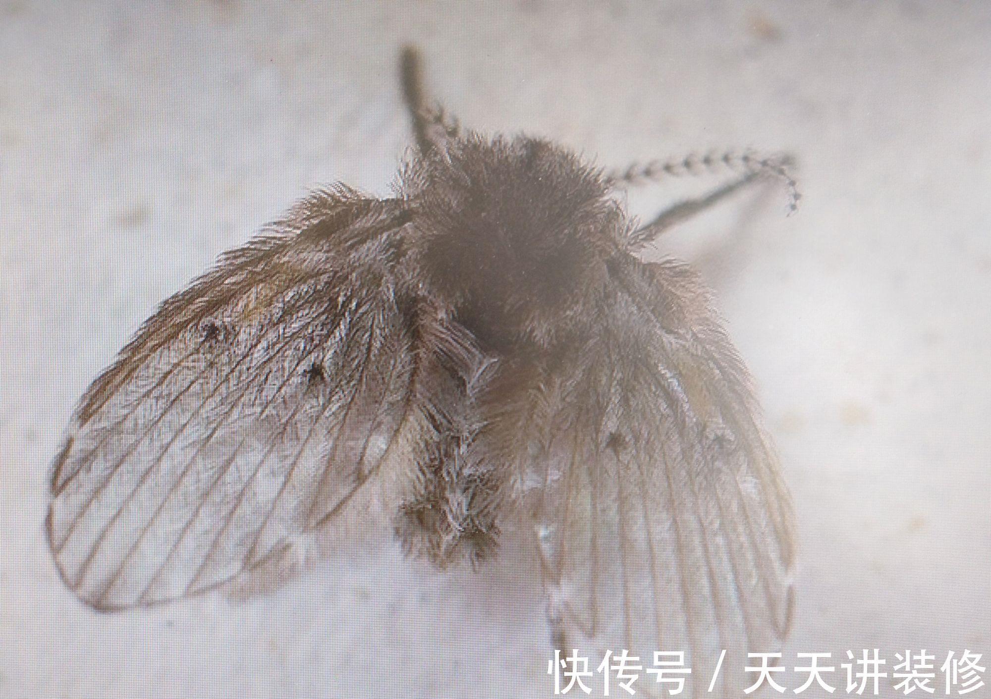 卫生间|卫生间里的小飞虫是什么?只需三步,就能彻底杜绝!