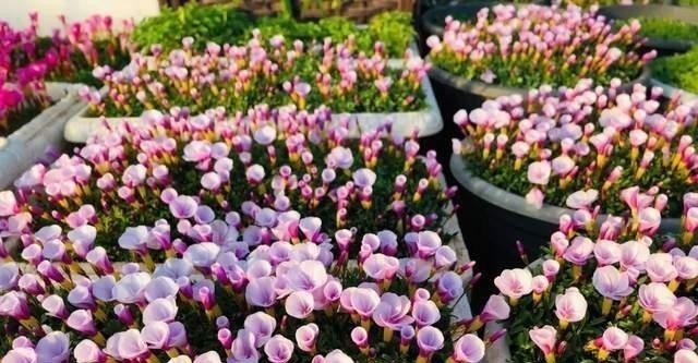 花草|养花时最爱“犯的5个错”,养一盆死一盆,全做过的请举手!