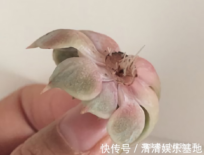 不喜水的多肉,却可以水培2种操作方法,肉肉照样出状态
